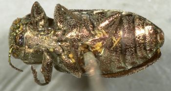 Media type: image;   Entomology 2693 Aspect: habitus ventral view